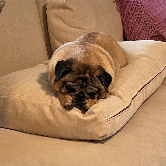 Cannon Rebel T6 - Picture 4 of 10